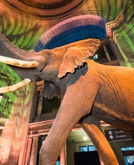 Safari Themed Dinner at Natural History Museum Gets a Thumbs-Up from this Washington DC Event Photographer